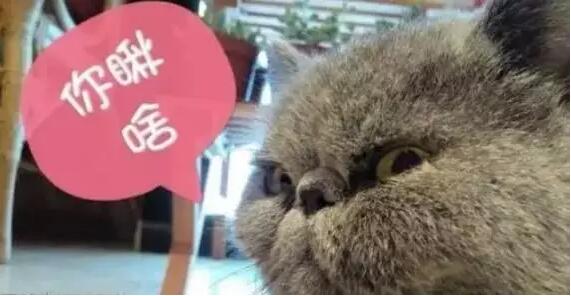 东北大学