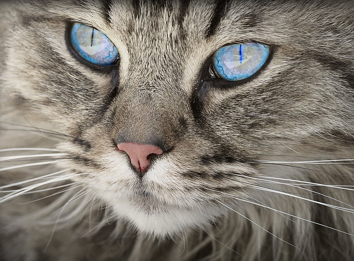 猫，动物，猫肖像，猫眼，虎猫，家猫，毛皮