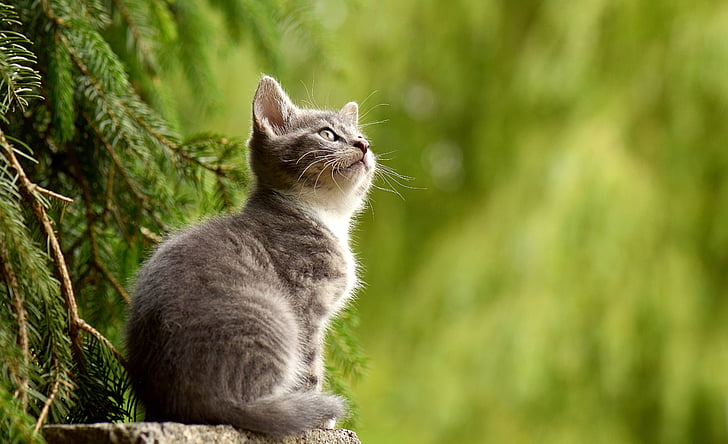 猫，年轻的动物，好奇，野猫，动物，一种动物，动物主题