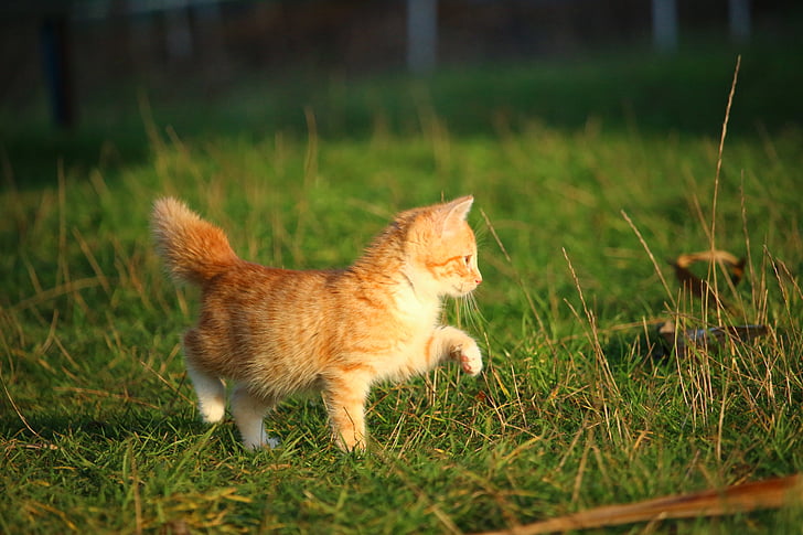 猫，小猫，猫宝宝，幼猫，红猫，家猫，草