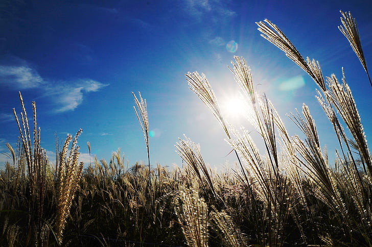 reed, sky, light, autumn, agriculture, field, growth