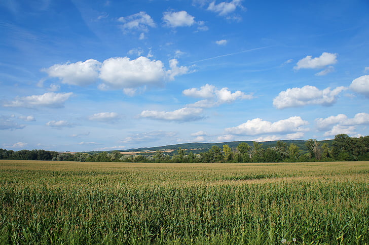 country, slovakia, field, nature, summer, the sky, sky