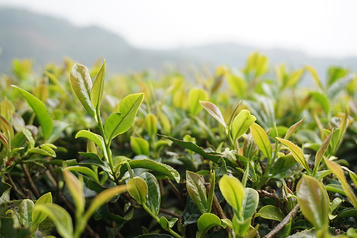 tea, the scenery, natural, green leaf, growth