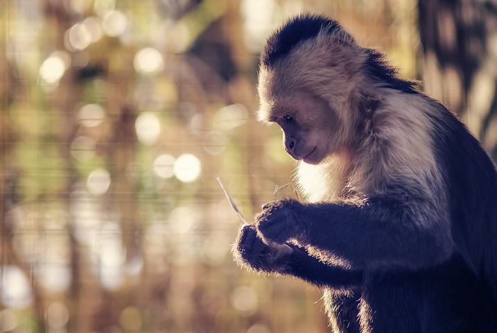 网络教育如何学习？